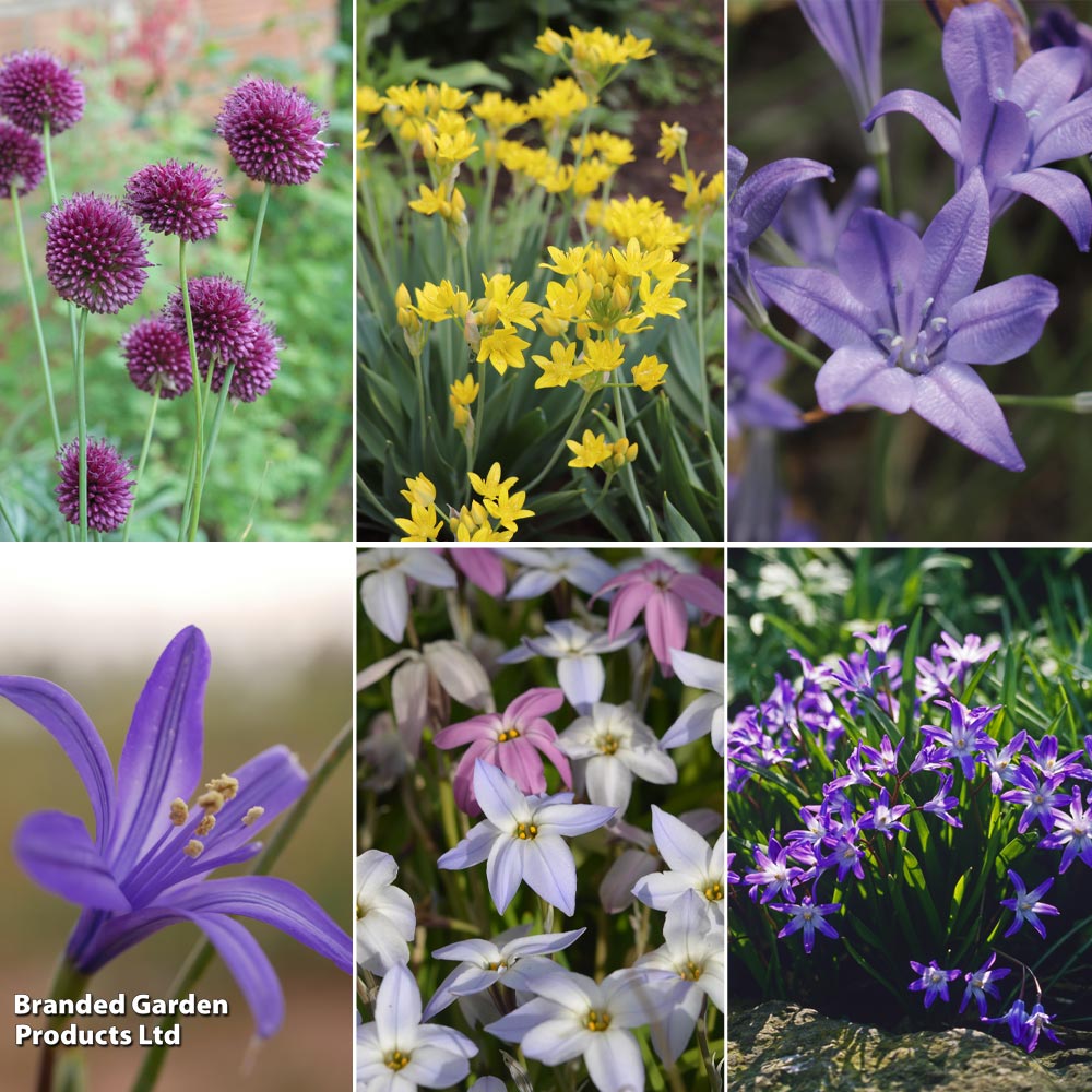 Fantastic Spring Flowering Mix Bulbs | 600 x Bulbs | Mixed