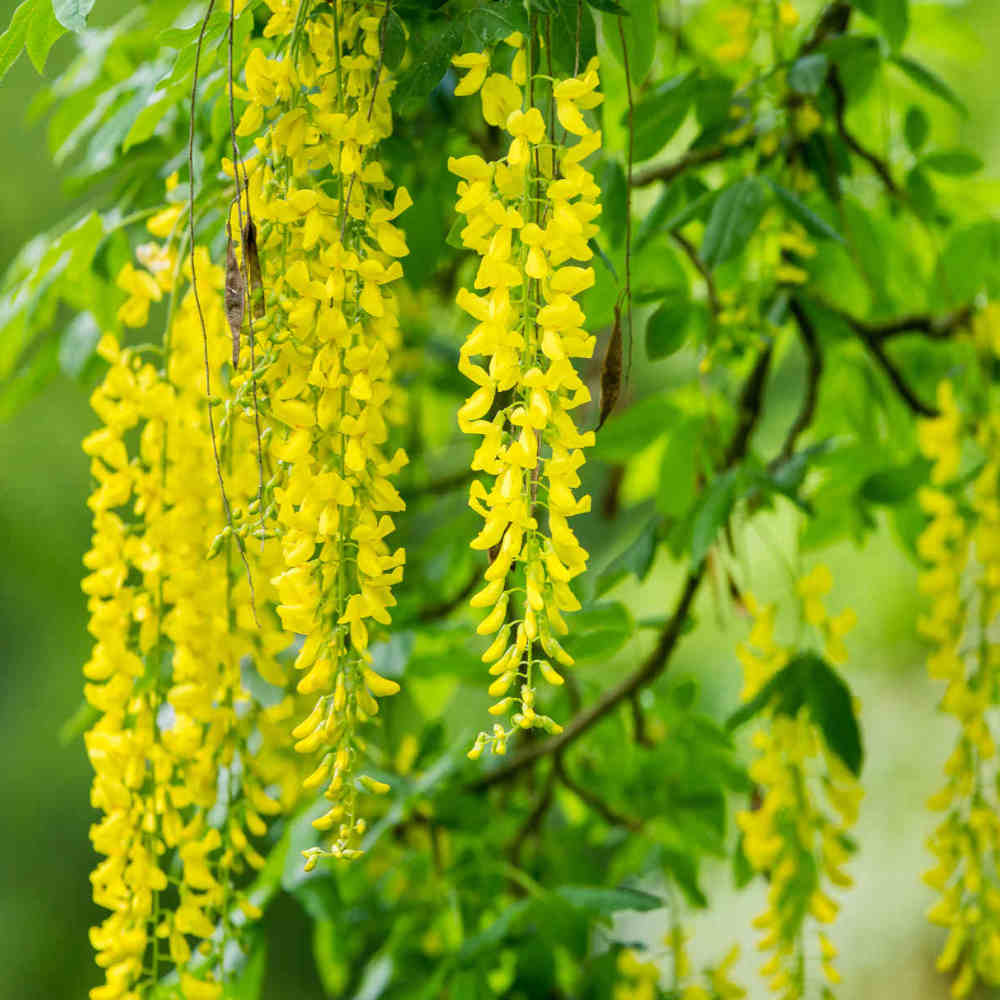 Laburnum Anagyroides - Grow This Outstanding Golden Chain Tree For A Burst Of Colour - 9cm pots