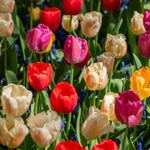 Tulip 'majestic Mix' Bulbs | 160 x Bulbs | Mixed