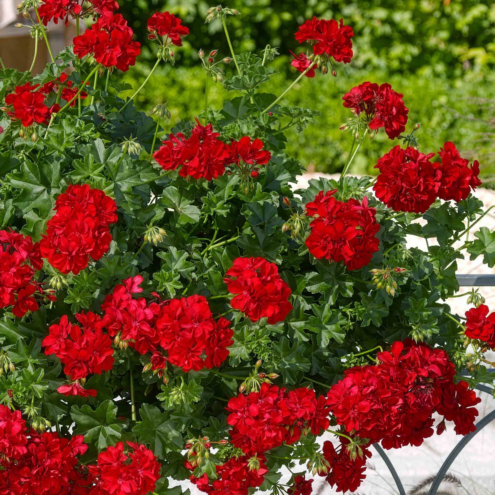 Ivy-leaf Geranium 'sunflair Paula Red' Trailing Red Bedding Plant | 12 x Plug Plants | Red