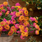 Lantana 'passion Fruit' Trailing Pink And Orange Bedding Plant | 12 x Plug Plants | Multi