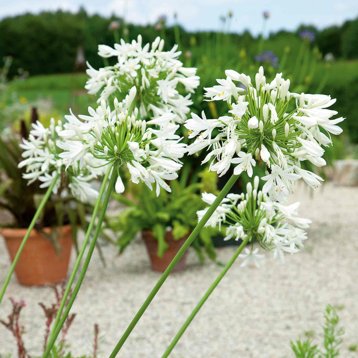 Agapanthus 'white' | Set of 2 | White