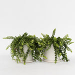 Lipstick Plant - 2 Pcs. - Aeschynanthus Pulcher - Height 20-30cm - ⌀15cm | Set of 2 | Red