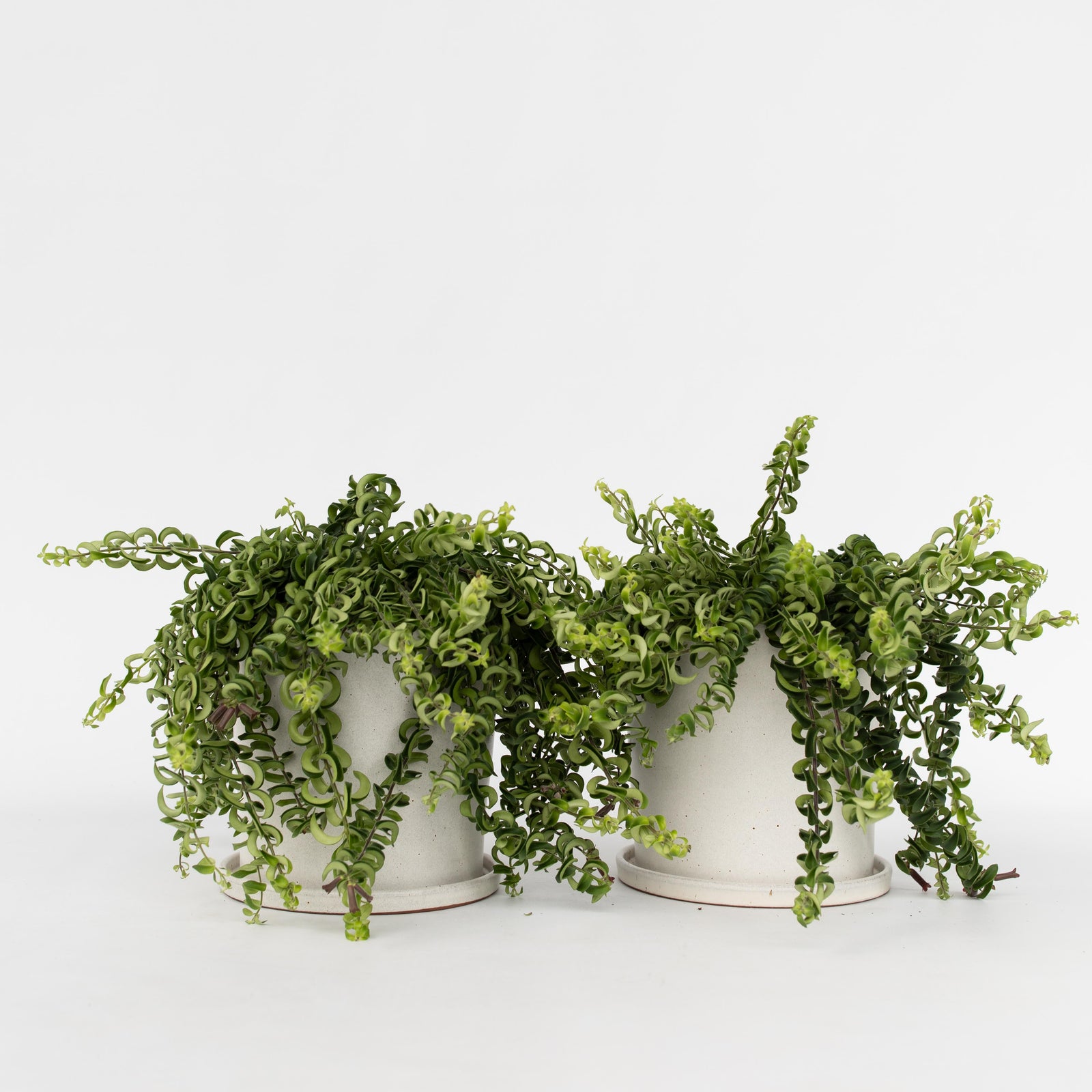 Lipstick Plant - 2 Pcs. - Aeschynanthus Pulcher - Height 20-30cm - ⌀15cm | Set of 2 | Red