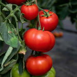 Tomato Seeds 'big Daddy' Disease-resistant Large Tomatoes | 15 Seeds