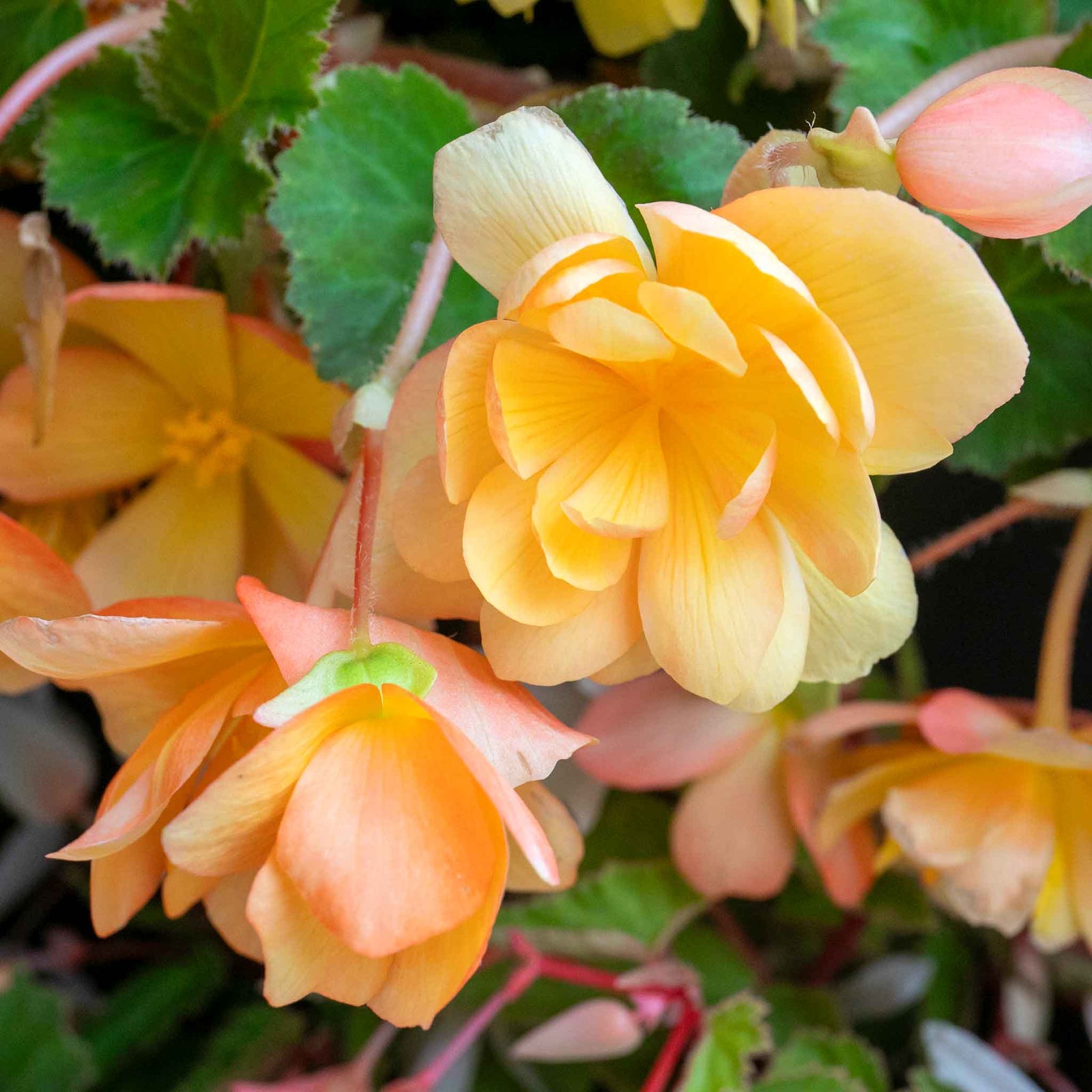 Begonia 'illumination Apricot Mix' - Apricot & Lemon Cascading Blooms 30cm | 20 x Pro Grower Plugs | Yellow