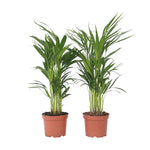 Areca Palm 'golden Cane' - 2 Pcs. - Dypsis Lutescens - Height 60-70cm - ⌀17cm | Set of 2 | Green