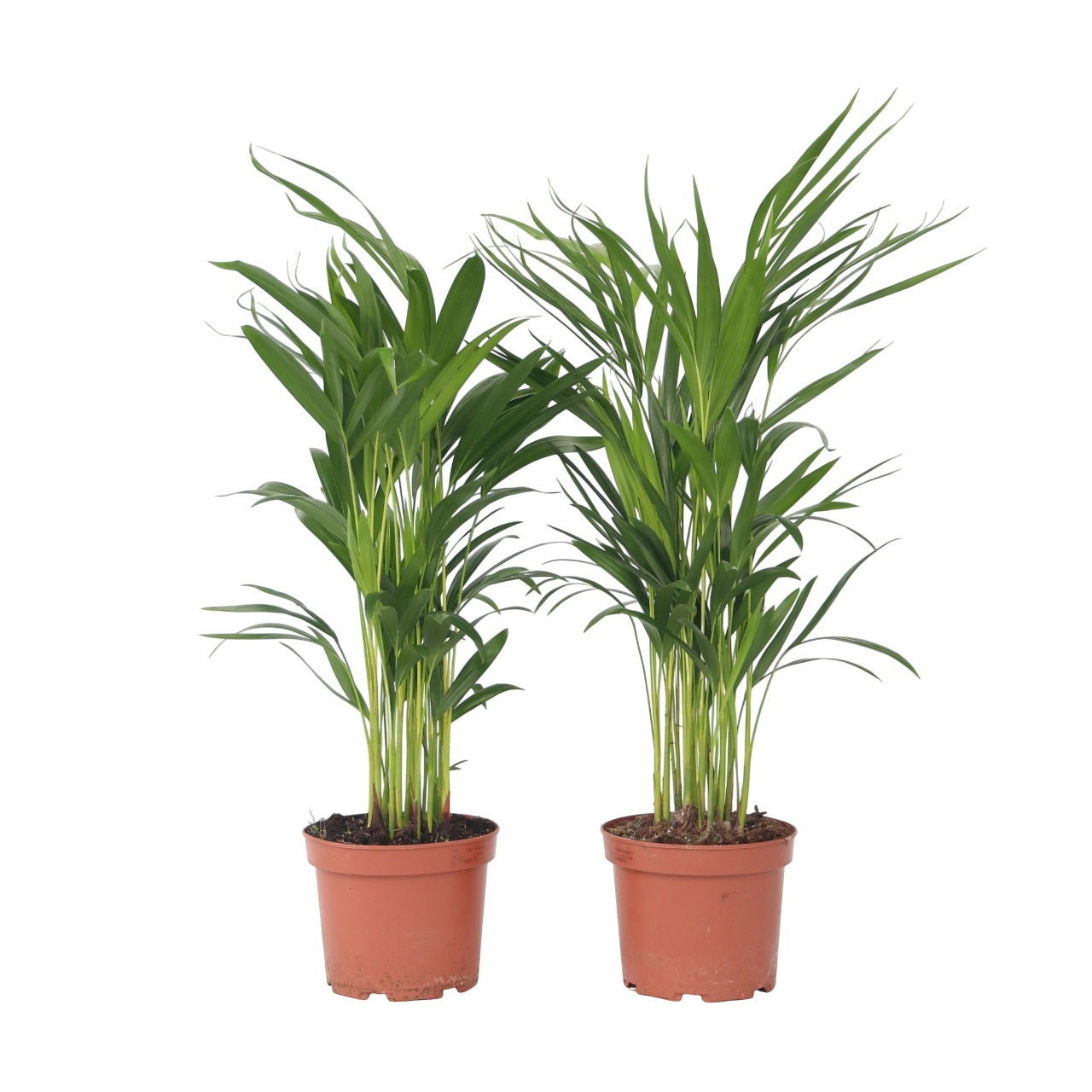 Areca Palm 'golden Cane' - 2 Pcs. - Dypsis Lutescens - Height 60-70cm - ⌀17cm | Set of 2 | Green