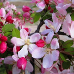 Malus Pink Perfection Crab Apple Tree 6ft Tall Supplied In A 12 Litre Pot