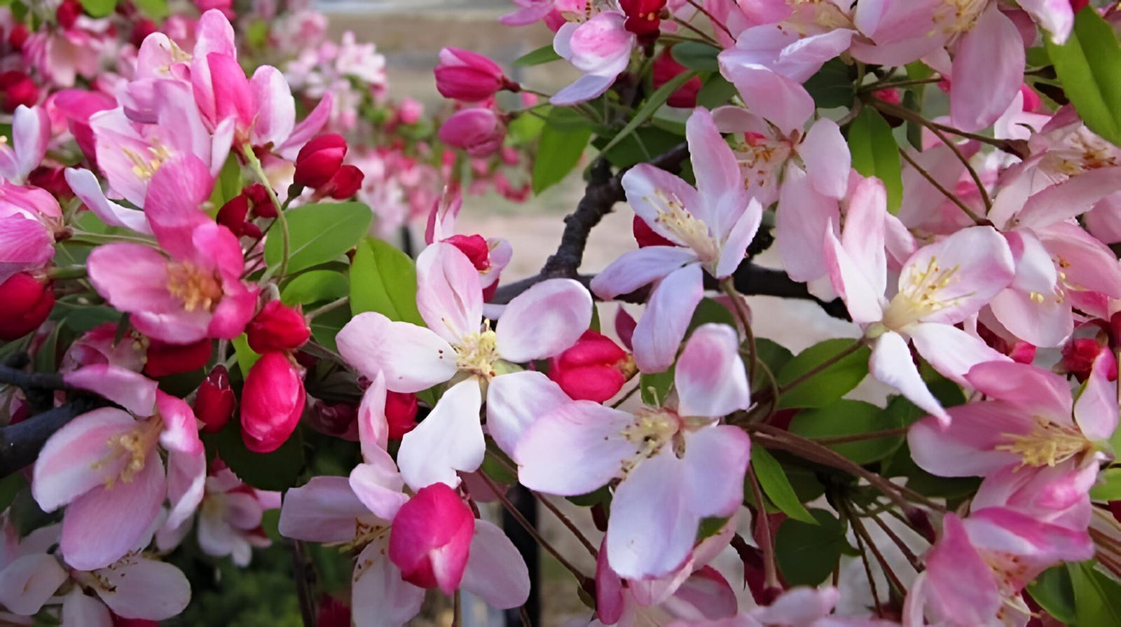 Malus Pink Perfection Crab Apple Tree 6ft Tall Supplied In A 12 Litre Pot