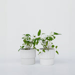 Gum Bush - 2 Pcs. - Eucalyptus 'citriodora' - Height 35-45cm - ⌀15cm