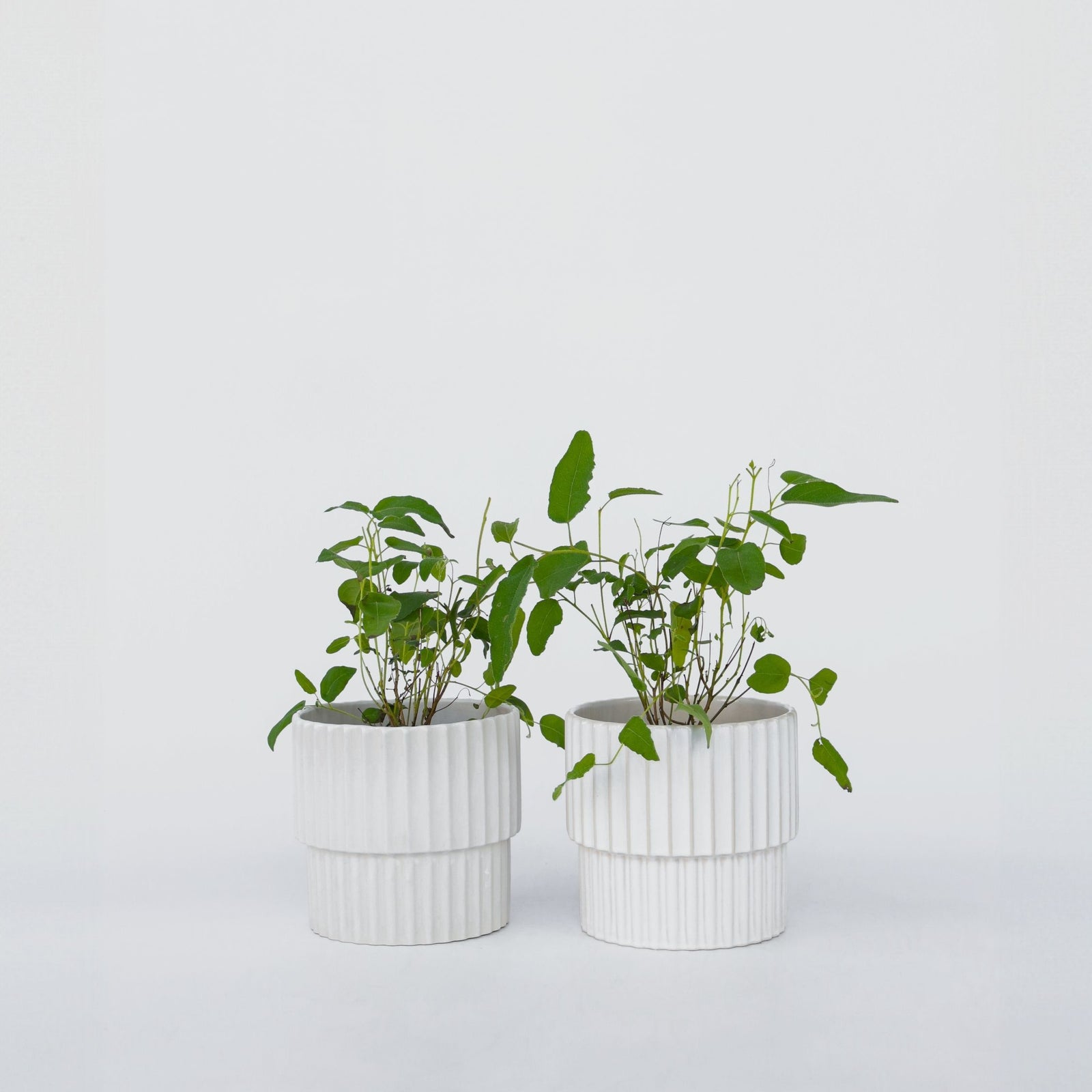 Gum Bush - 2 Pcs. - Eucalyptus 'citriodora' - Height 35-45cm - ⌀15cm