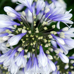 Agapanthus Africanus 'Twister' | 3 x 9cm | Blue & White