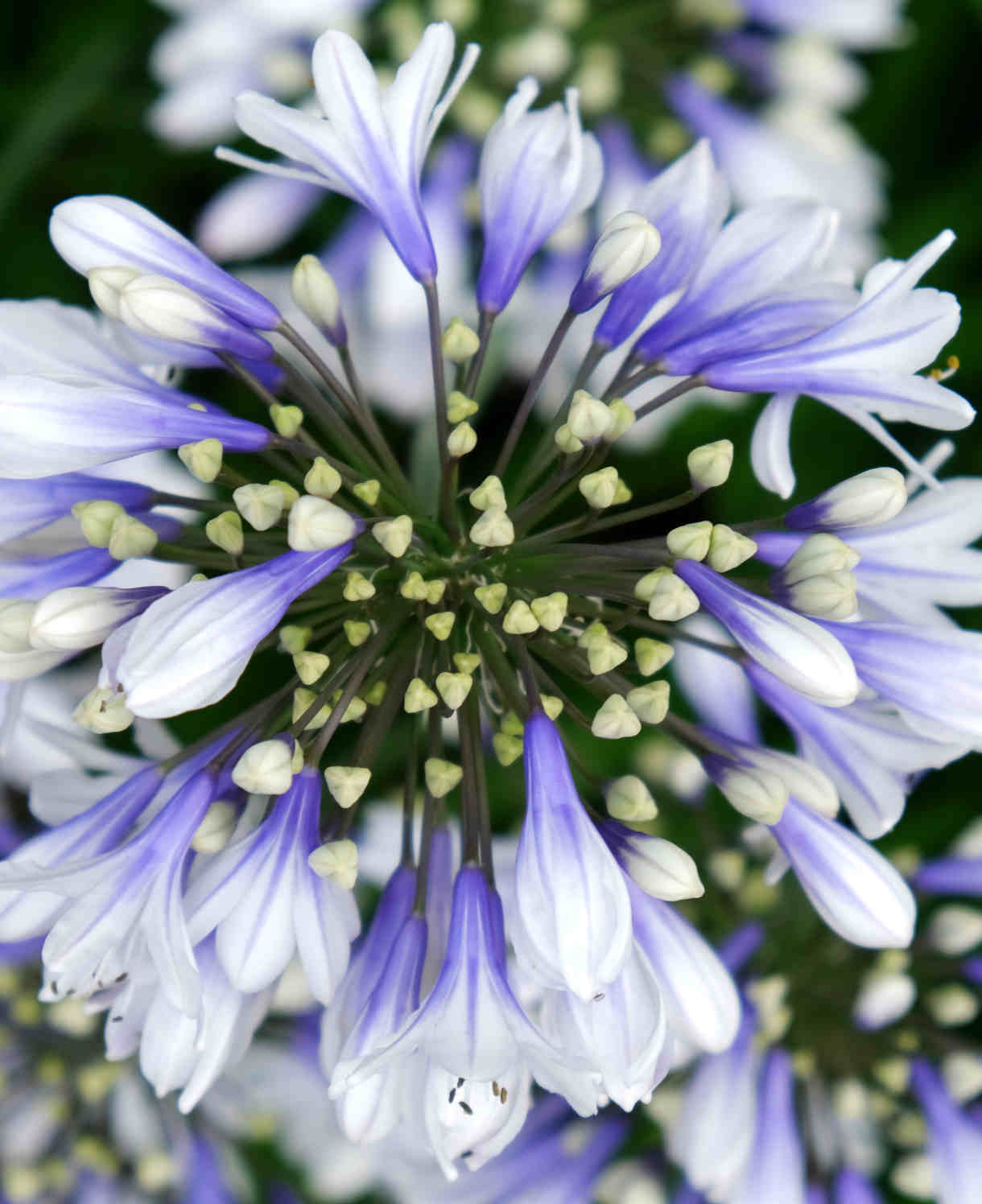 Agapanthus Africanus 'Twister' | 3 x 9cm | Blue & White