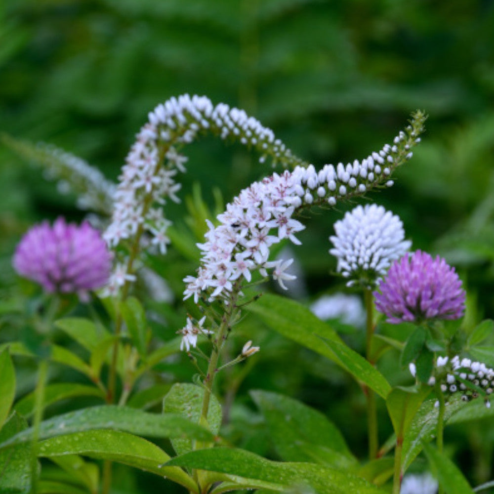 Lysimachia Clethroides - Gooseneck Loosetrife Set Of 3 In 9cm Pots