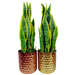 Honeycomb Metal Planter - Gold - 18cm X 15.5cm