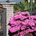 Azalea - Rhododendron Azalea 'Anouk' - Height 25-40cm - ⌀17cm | Set of 2 | Pink