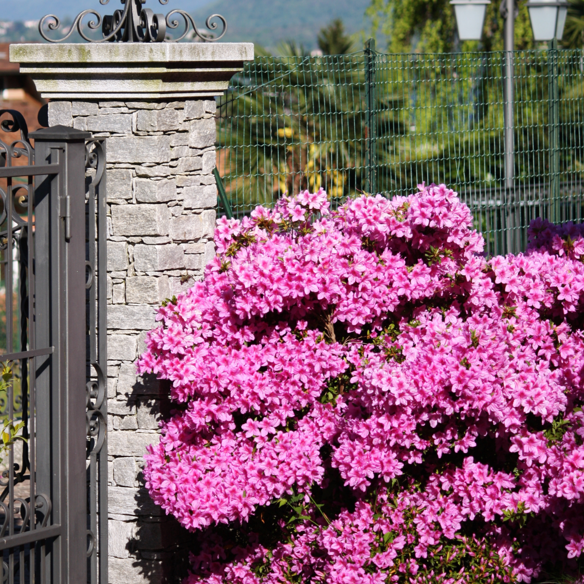 Azalea - Rhododendron Azalea 'Anouk' - Height 25-40cm - ⌀17cm | Set of 2 | Pink