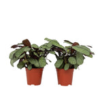 Never Never Plant - 2 Pcs. - Ctenanthe Burle-marxii 'amagris' - H25-35cm - ⌀14cm | Set of 2 | Green