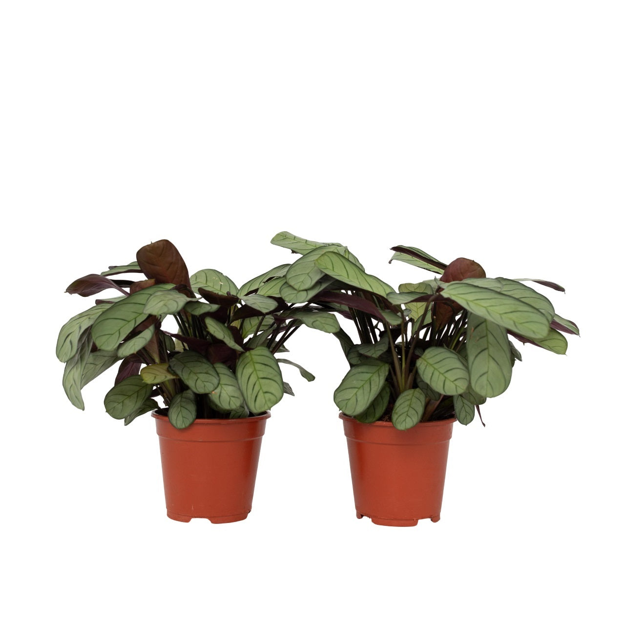 Never Never Plant - 2 Pcs. - Ctenanthe Burle-marxii 'amagris' - H25-35cm - ⌀14cm | Set of 2 | Green