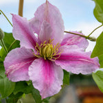Clematis 'pilu' - Mauve Double Flowers, Container-friendly | 1 x 2L | Green & Pink