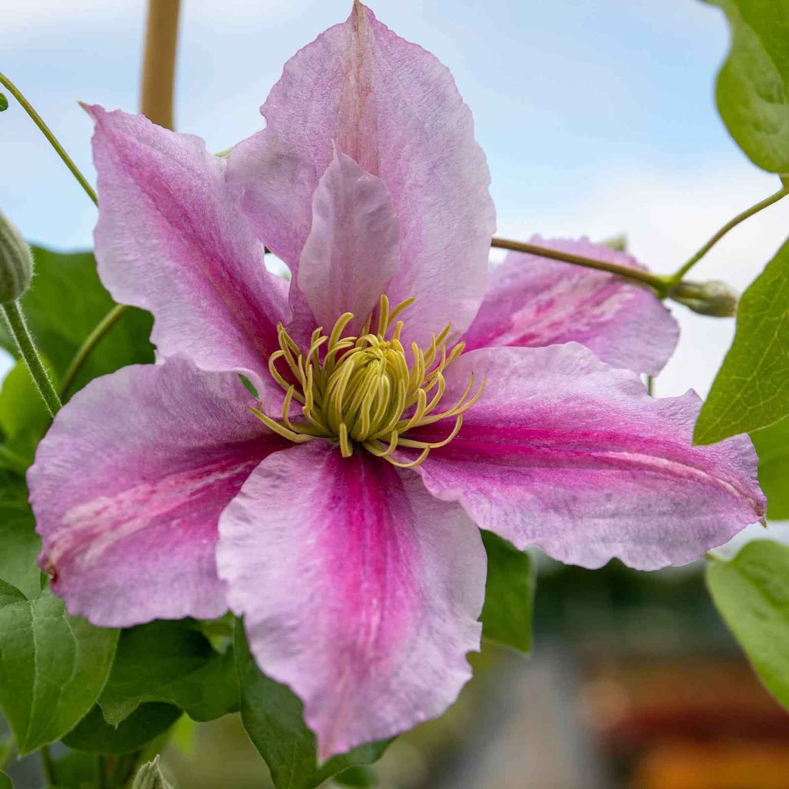 Clematis 'pilu' - Mauve Double Flowers, Container-friendly | 1 x 2L | Green & Pink