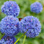 Hayloft Allium 'artisan Mix' 100 Bulbs