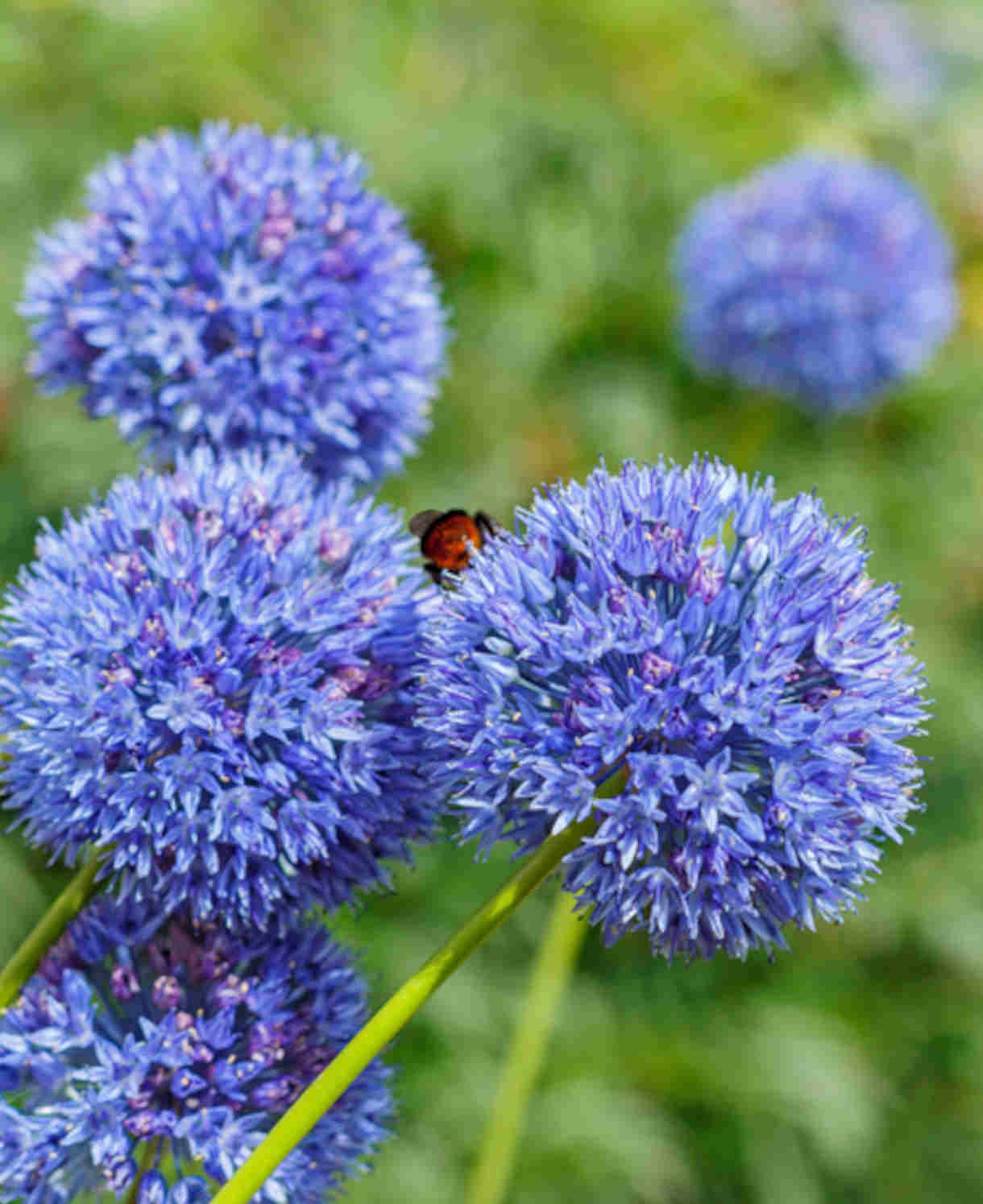 Hayloft Allium 'artisan Mix' 100 Bulbs