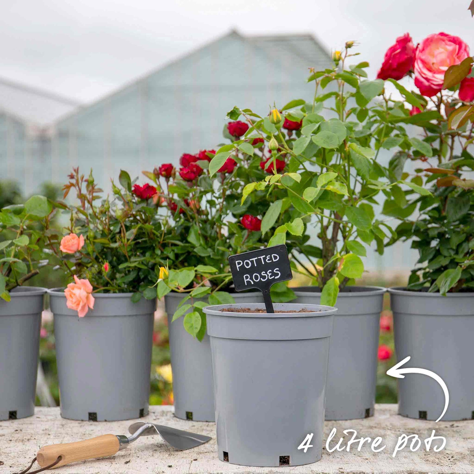 You're My Everything' Rose Of The Year 2025 Hybrid Tea Rose Bare Root | 1 x Bare Root | Pink & White