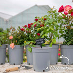 Rose 'rhapsody In Blue' – Purple Shrub Rose (roty 2003) | 1 x Bare Root | Purple