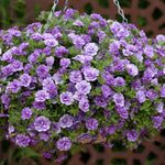 Calibrachoa 'double' Collection | 12 x Plug Plants | Multi