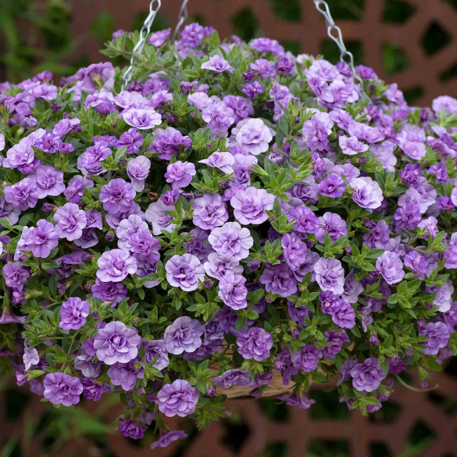 Calibrachoa 'caberet Double Sky Blue' Plug Plant | 6 x Plug Plants | Sky Blue