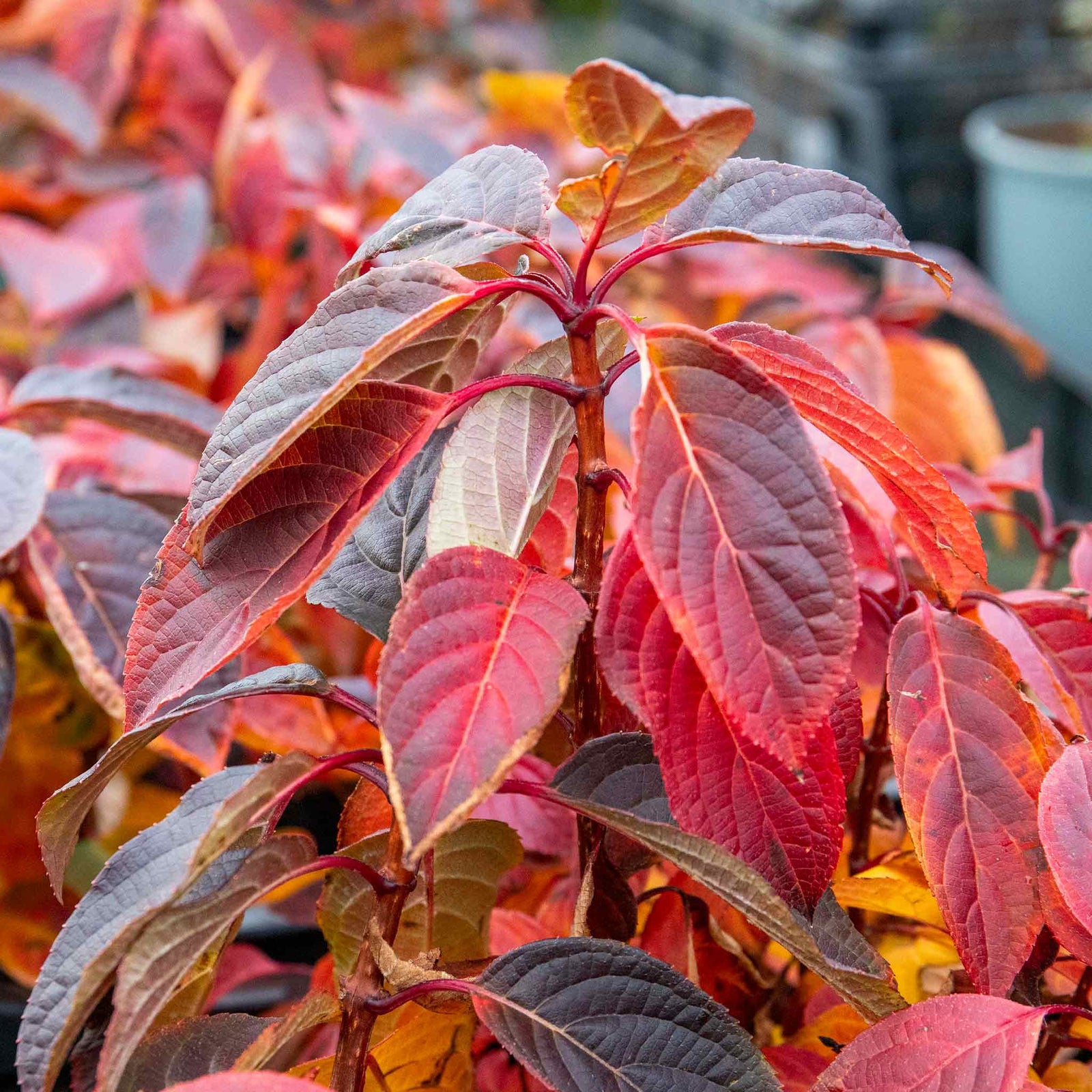 Hydrangea 'polestar' Compact Patio Shrub 50-90cm | 1 x 9cm | Multi Colour