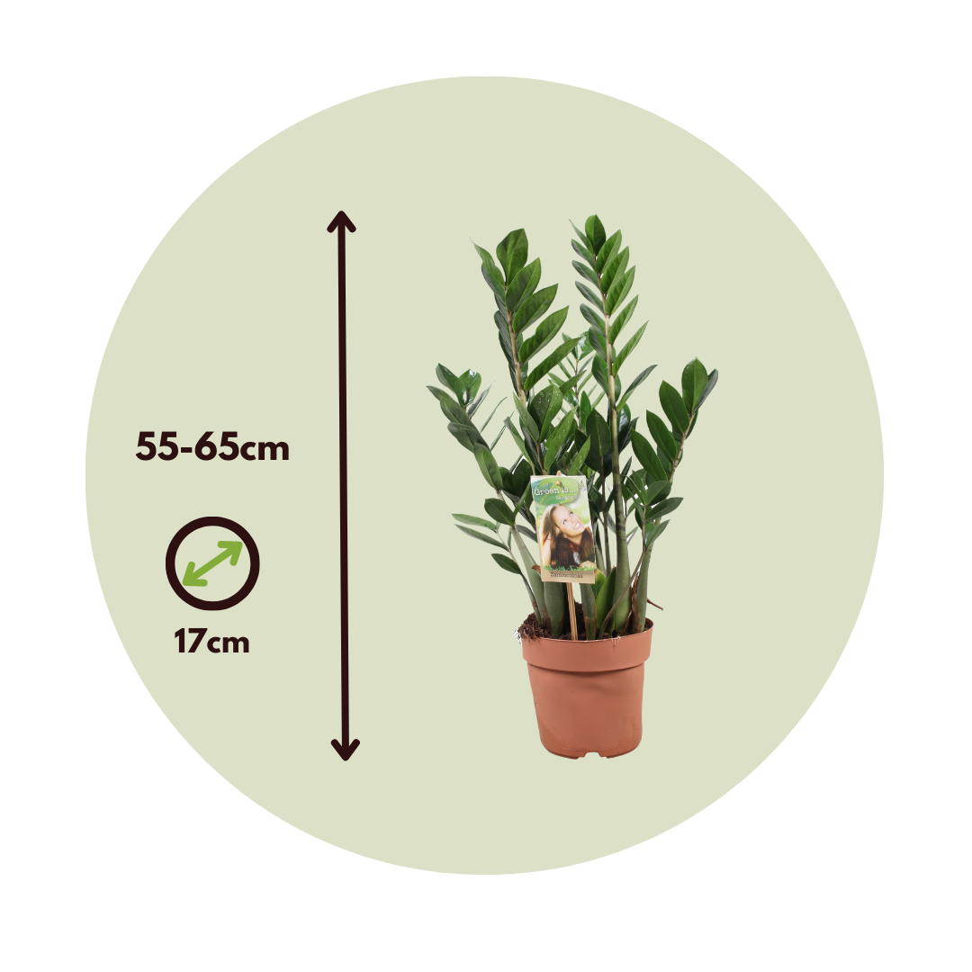 Zz Plant - Zamioculcas Zamiifolia - Height 55-65cm - ⌀17cm | Set of 1 | Green