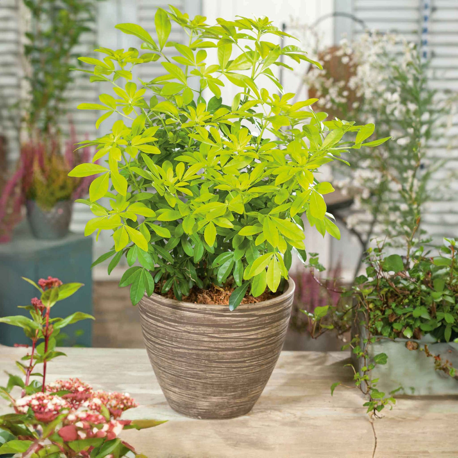 Choisya 'sundance' Evergreen Shrub | 1 x 9cm | Yellow & White