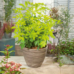 Choisya 'sundance' Evergreen Shrub | 1 x 3L | Yellow & White