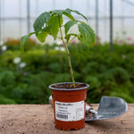 Raspberry 'goodasgold' - Compact Pale Yellow Raspberry | 1 x 2L | Gold