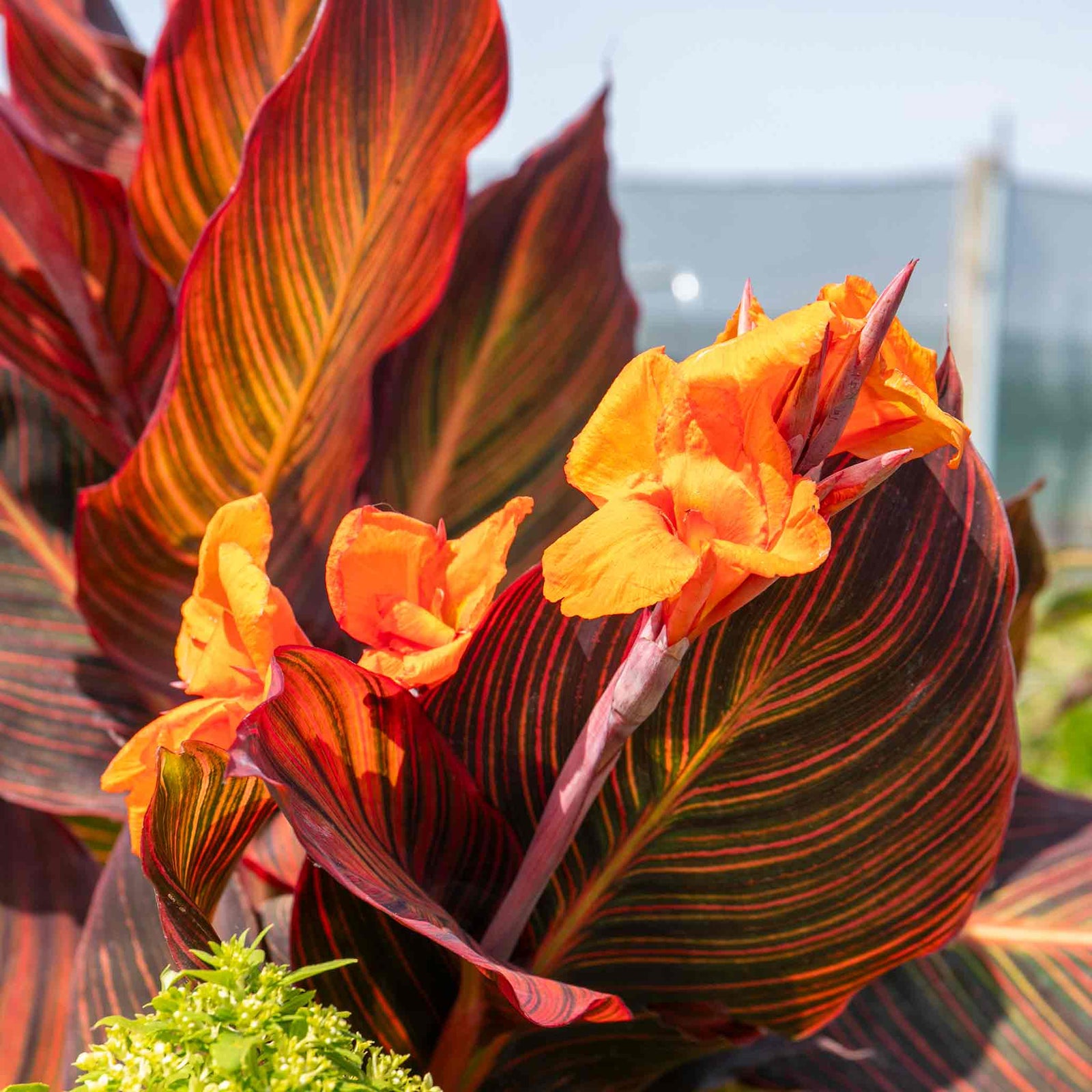 Canna Lily 'lily Tropicana' Plants | 3 x 9cm | Purple & Green