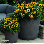 Thompson & Morgan Sunflower Sunbelievable Brown Eyed Girl 9cm Pot X 2