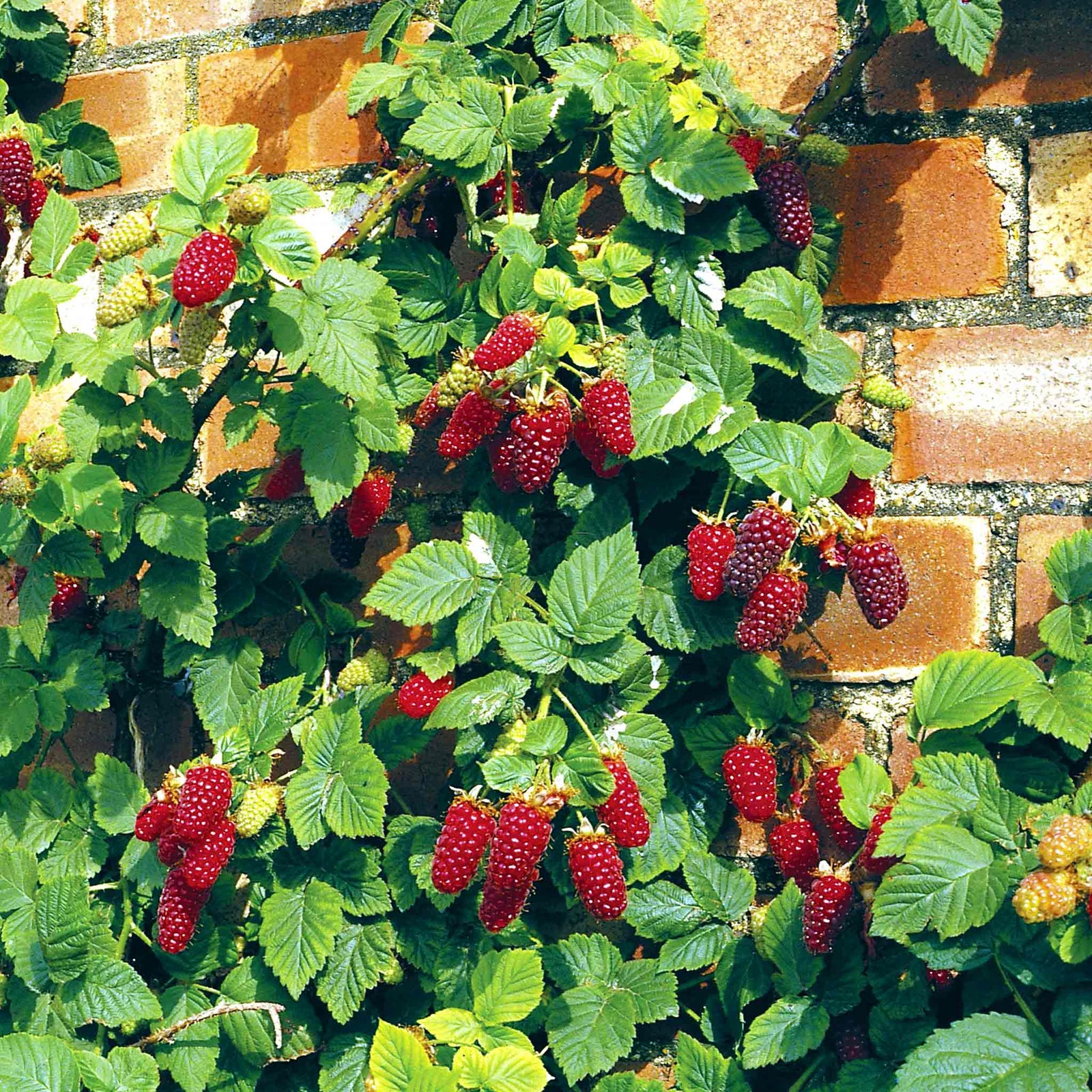 Tayberry Buckingham Thornless Raspberry Plant | 1 x 3L | Purple & Green