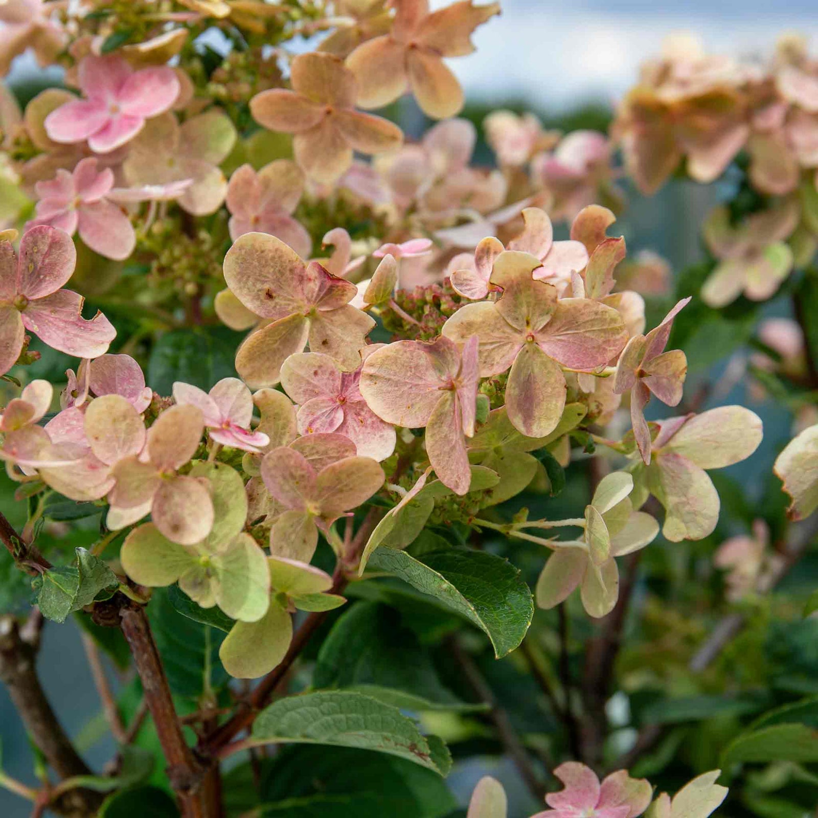 Hydrangea 'polestar' Compact Patio Shrub 50-90cm | 1 x 9cm | Multi Colour