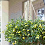 Clematis Tangutica ‘little Lemons’ - 7cm Pots. | 1 x 7cm | Yellow