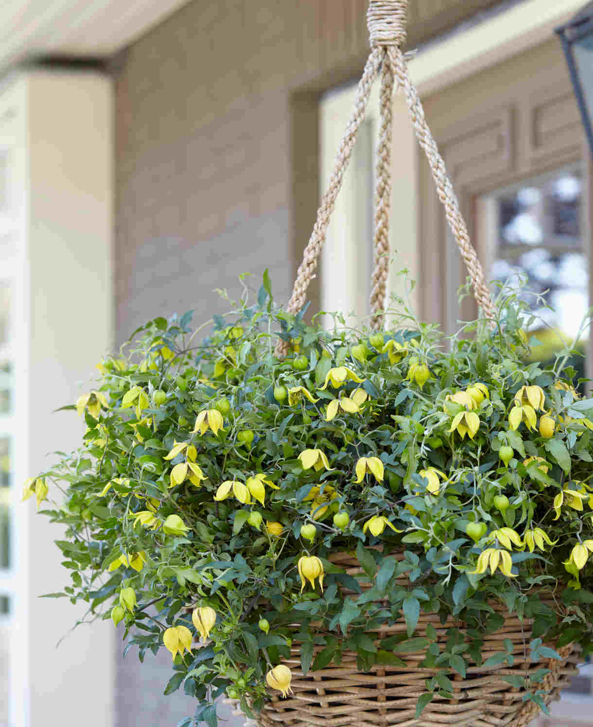 Clematis Tangutica ‘little Lemons’ - 7cm Pots. | 1 x 7cm | Yellow