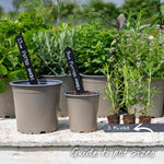 Rosemary 'upright' - Hardy Aromatic Herb | 6 x Plug Plants | Purple
