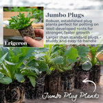 Erigeron Karvinskianus 'stallone' Profusion Groundcover | 24 x Jumbo Plugs