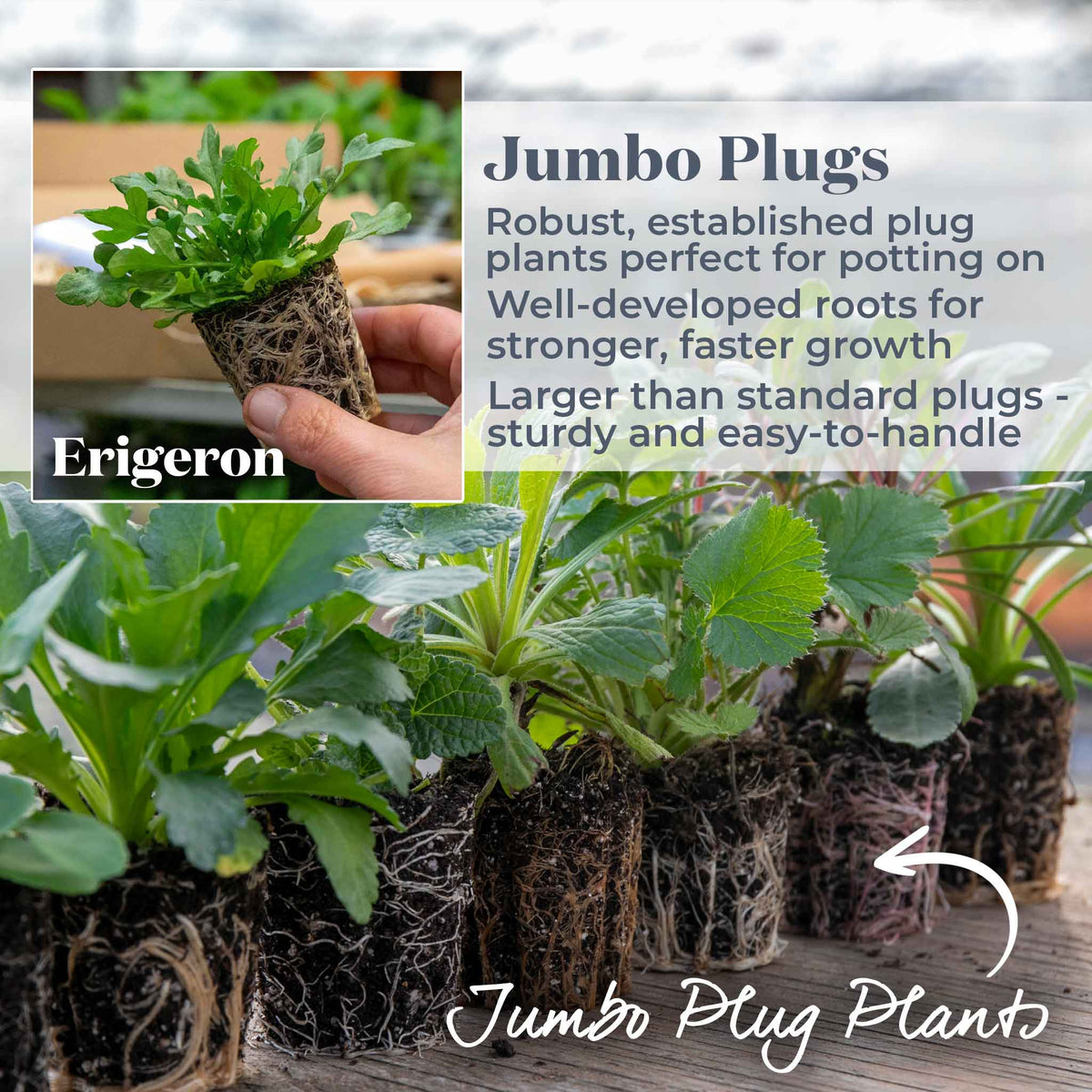 Erigeron Karvinskianus 'stallone' Profusion Groundcover | 3 x Jumbo Plugs