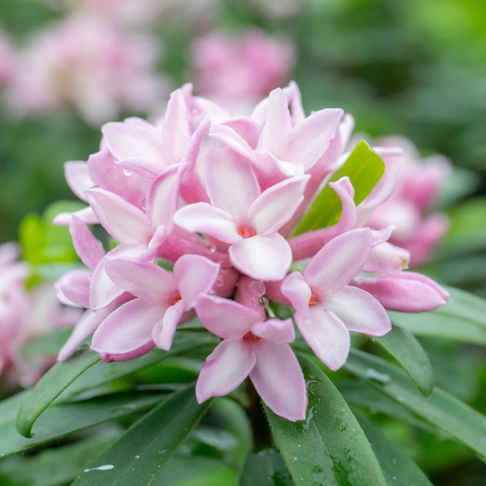 Daphne 'pink Fragrance' Fragrant Evergreen Shrub | 1 x 1.5L | Pink