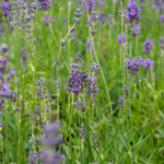 Lavender 'munstead' (3 Plants) - Dwarf Aromatic, 45cm | 6 x Jumbo Plugs