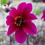 Dahlia 'mystic Wizard' - Magenta Single Flowers, Mahogany Foliage | 6 x Jumbo Plugs