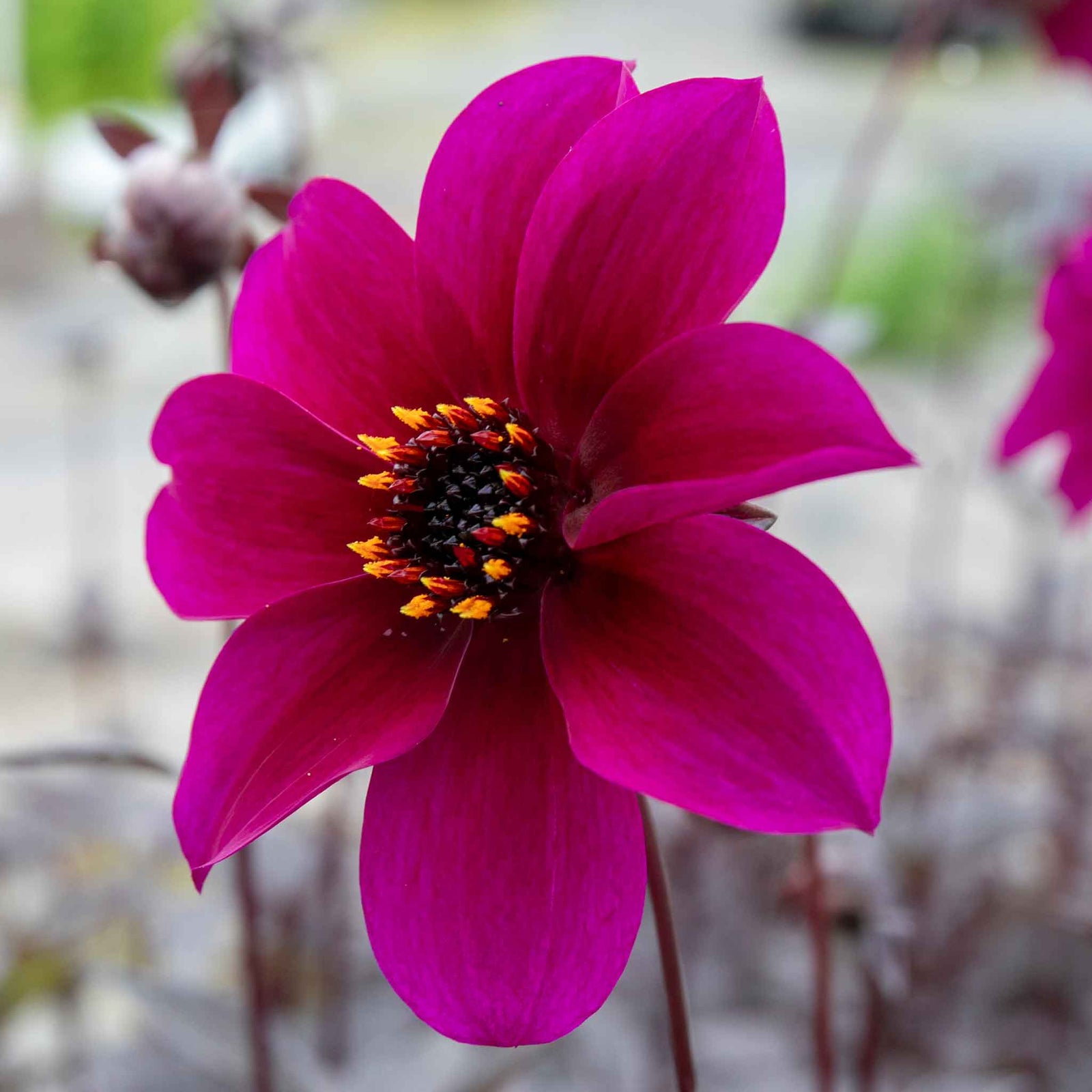 Dahlia 'mystic Wizard' - Magenta Single Flowers, Mahogany Foliage | 6 x Jumbo Plugs